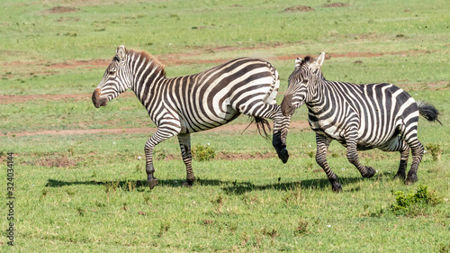 Zebre - Masa   Mara Kenya