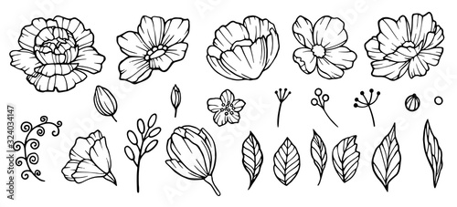 Peonies hand drawn element. Floral garden sketch of flowers bud and leaves vector collection of peonies. Illustration of peony blossom, flower sketch botanical.