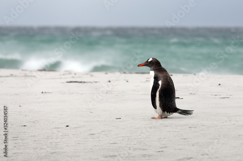 gentoo penguin  Pygoscelis papua 