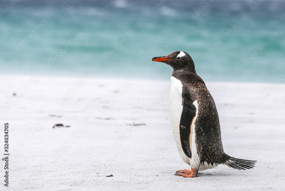 Naklejka premium gentoo penguin (Pygoscelis papua)