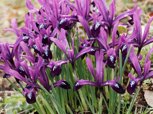 (Iris unguicularis) Kretische Schwertlilie oder Dwarf Winter Iris. Prächtig blühende im Spätwinter. Drei purpurroten Kronblätter, weißlich gefärbte mit einem gelben Streifen photo