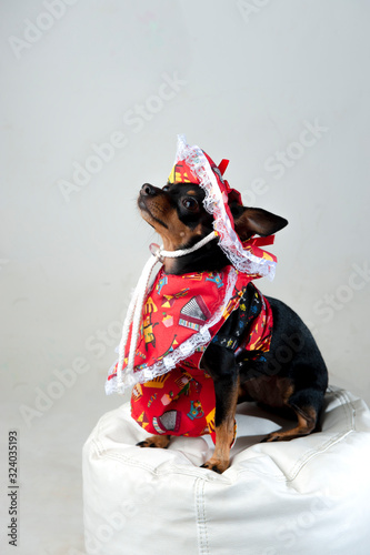 Costume for carnival. Selective focus. Pinscher, party dog of old lady, on top of a white pouf. Hat with lace. Costume for Brazilian carnival.White background.Vertical. Space for your text.