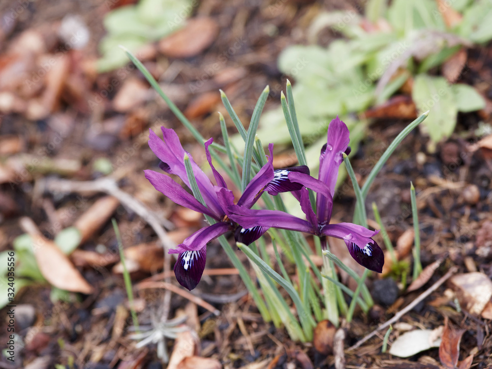 (Iris unguicularis) Kretische Schwertlilie or Algerian iris mit purpurroten Blüten (Iris unguicularis) Kretische Schwertlilie or Algerian iris mit purpurroten Blüten