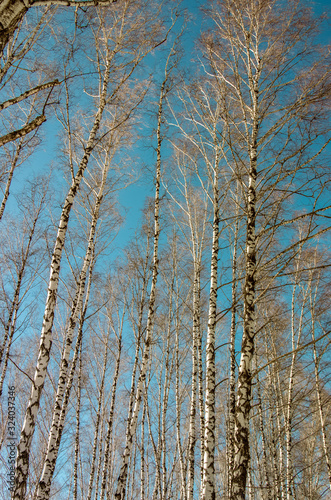 trees without leaves against a blue sky