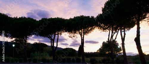 Pine tree in the evening photo