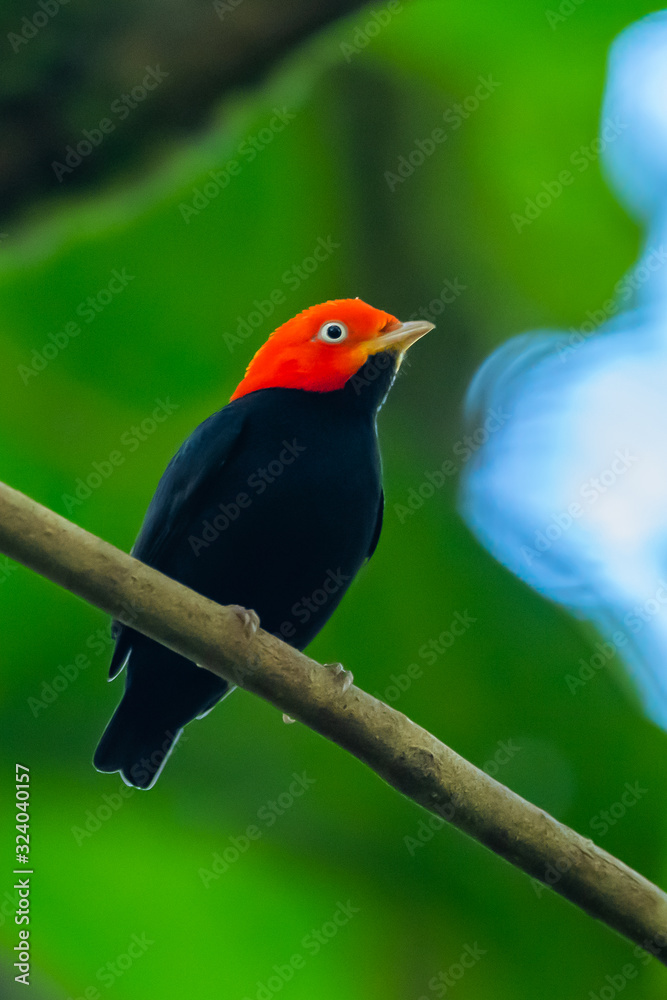 Fototapeta premium Red-capped Manakin, Pipra mentalis, rare bizar bird, Nelize, Central America. Wildlife scene from nature. Birdwatching in Belize.