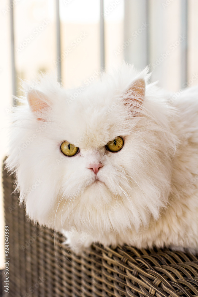 White Persian cat. fluffy white cat