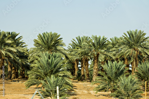 date palm plantation.