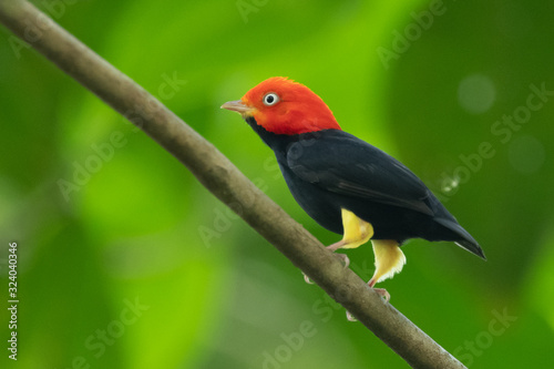 Red-capped Manakin, Pipra mentalis, rare bizar bird, Nelize, Central America. Wildlife scene from nature. Birdwatching in Belize. photo