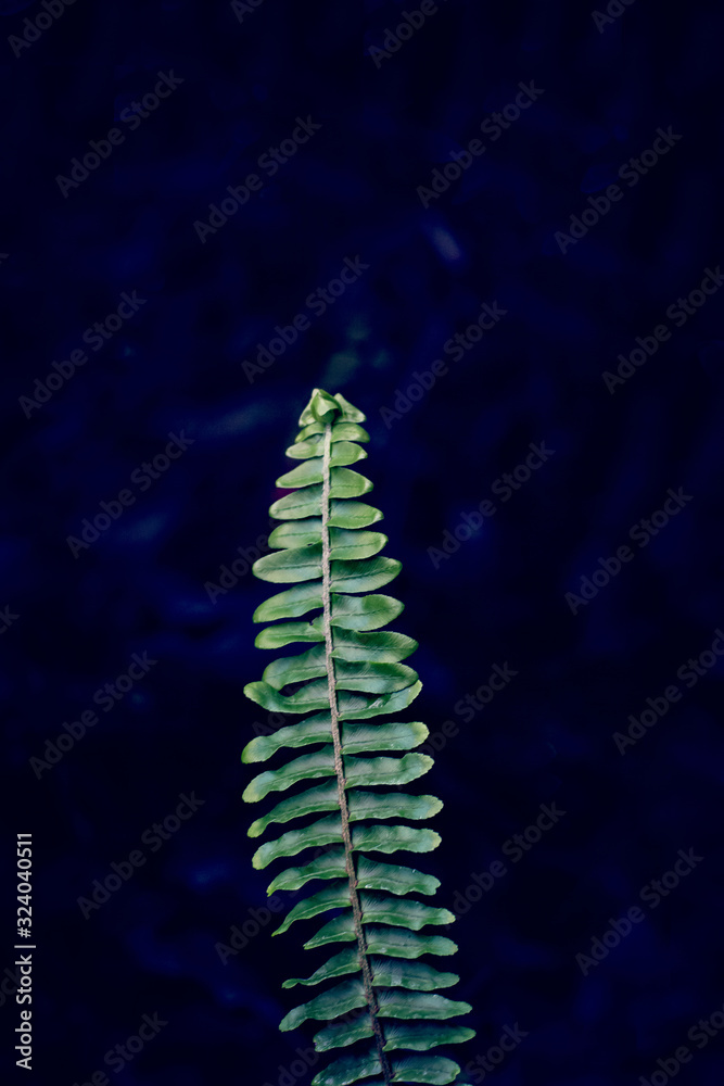 fern branch on a dark background