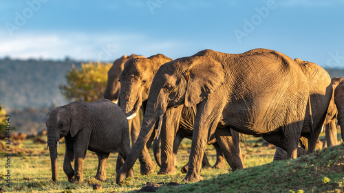 Elephant - Masaï Mara Kenya