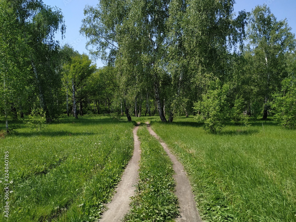 Road in the green forest. Rural Russia