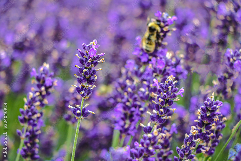 Lavender Field in the summer, nature, background. Lavender Field in the summer, nature, background.