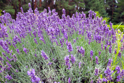 Flowers in the lavender fields in the summer.