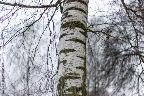 Birch trunk with stripes of green moss on a blurry and foggy background of thin branches.
