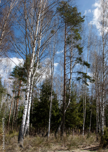 Wallpaper Mural Spring landscape. Forest lit by the sun against a bright blue sky with white clouds. Torontodigital.ca