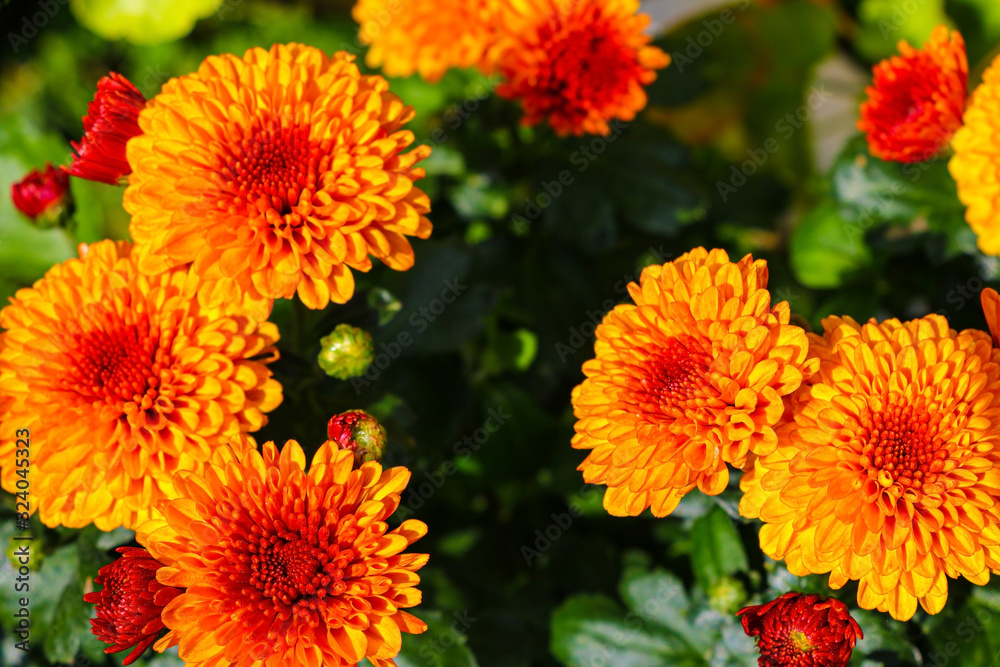 This is a beautiful pink chrysanth. Chrysanthemums.