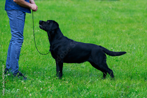 dog breed Labrador