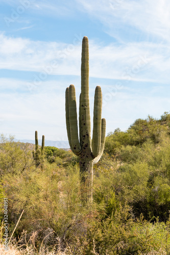 saguaro cactus © Sherry