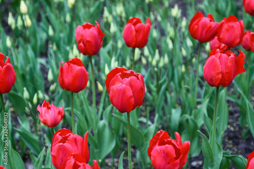 red tulips in the garden