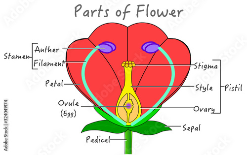 Flower parts diagram.  Explanations. Red, green yellow purple flowers components structure. Plant pollination reproduction system anatomy Flowering plants. Biology botanical illustration School Vector