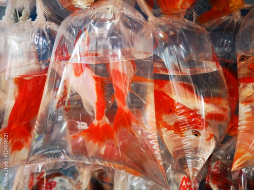 Photography Goldfisch in der Tüte Hongkong