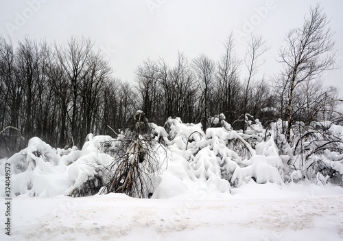 Winter landscape birchs trees after cruved ice storm in Shefford mountain, Eastern township  Quebec, Canada photo