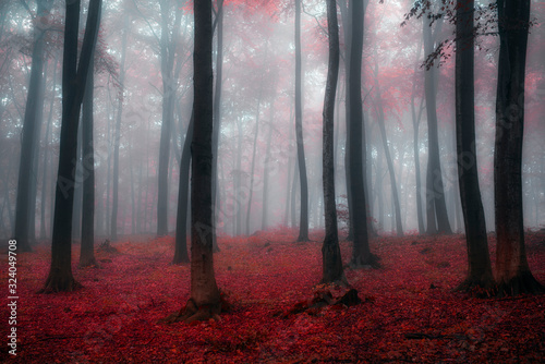 Foggy morning in autumn forest
