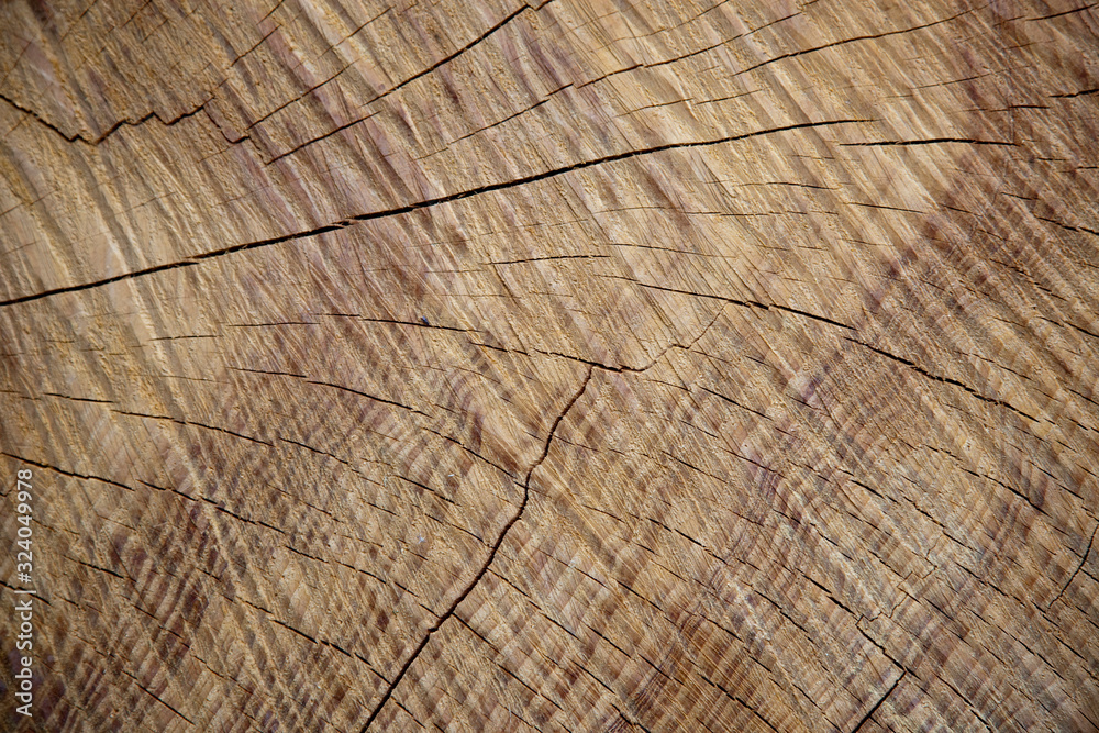 Fototapeta premium age rings