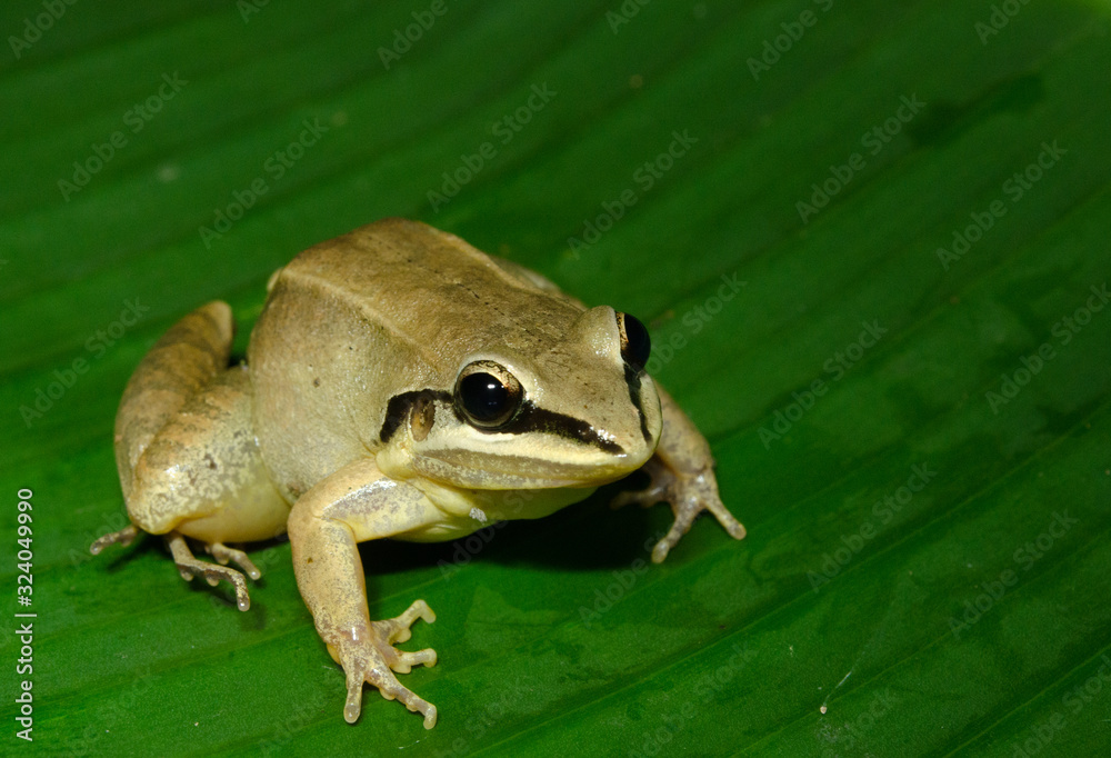 Obraz premium The white-spotted tree frog, Hypsiboas albopunctatus, is a species of frog in the family Hylidae found in Argentina, Bolivia, Brazil, Paraguay, and Uruguay. 