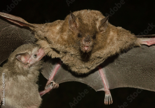 Pallas's long-tongued bat (Glossophaga soricina) is a South and Central American bat[2] with a fast metabolism that feeds on nectar. In this picture we see a cub being suckled by its mother photo