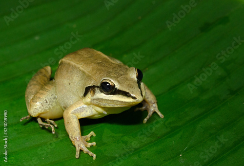 The white-spotted tree frog, Hypsiboas albopunctatus, is a species of frog in the family Hylidae found in Argentina, Bolivia, Brazil, Paraguay, and Uruguay. 