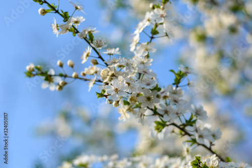 White blossoms on a tree on a sunny day © Asvolas