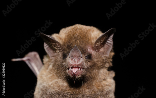Portrait of Pallas's Long-tongued Bat (Glossophaga soricina).