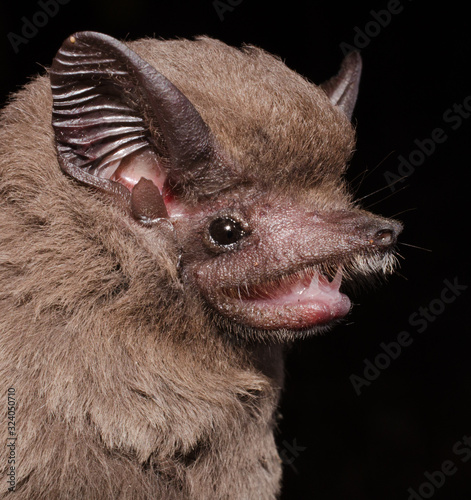 The greater dog-like bat (Peropteryx kappleri) is a bat species from Central America and South America. It is found from southern Mexico through Brazil and Peru. photo