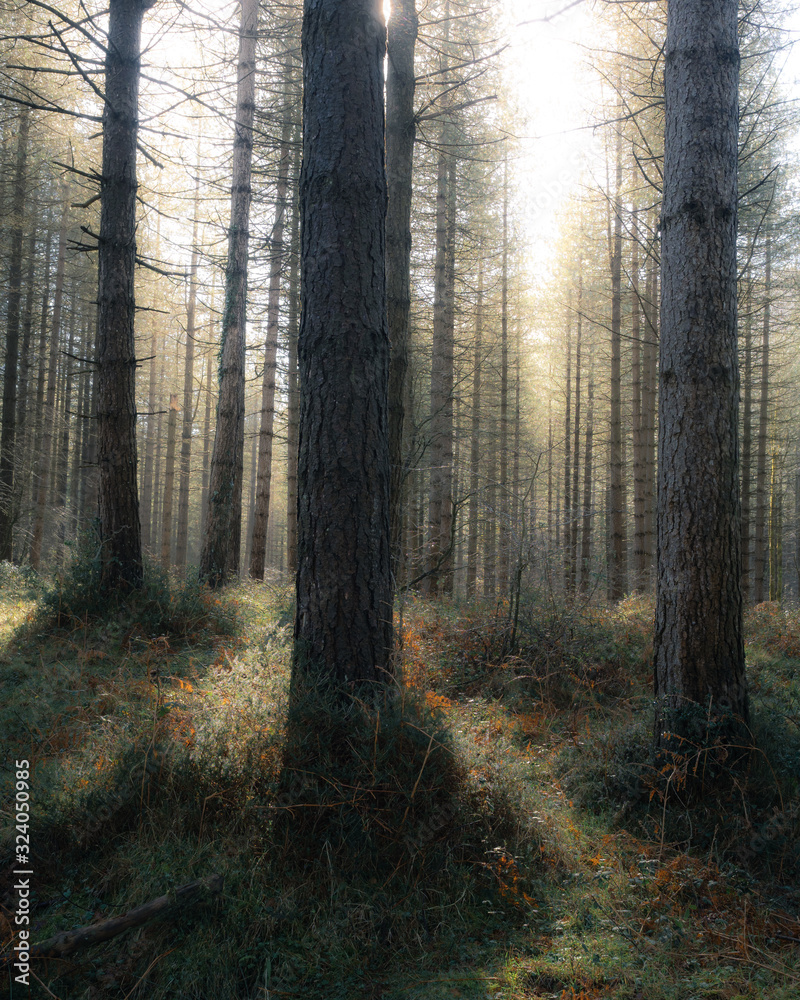 Sunlight shines through the pine forest on a misty morning