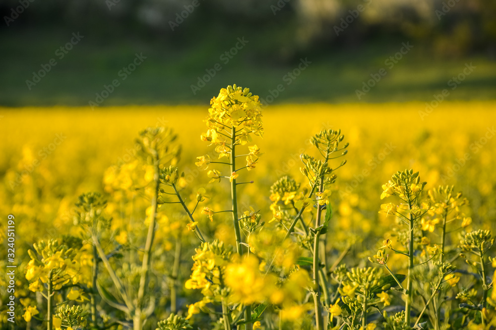 Yellow Rapeseed field close up on a sunny day Yellow Rapeseed field close up on a sunny day