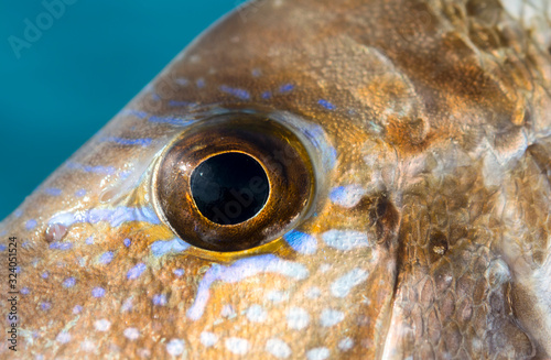 Fish Eye, Australia