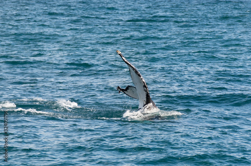 Humpback whale swimming near the coast, Sydney Australia