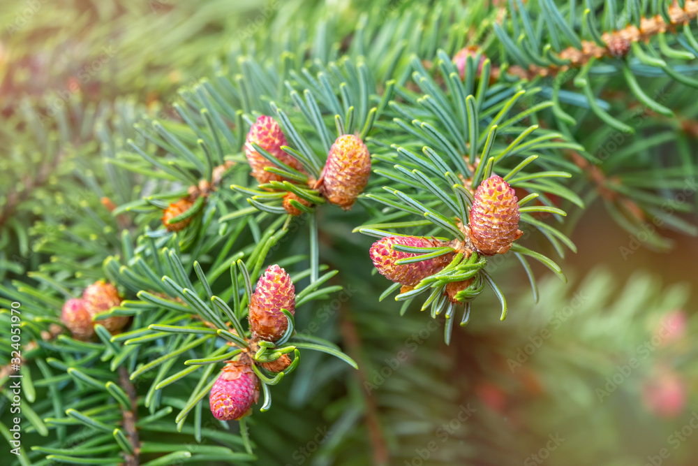 Green spruce branches in spring with new fresh cones.
