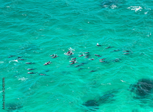A pod of dolphin swimming in the crystal clear water  Byron Bay Australia