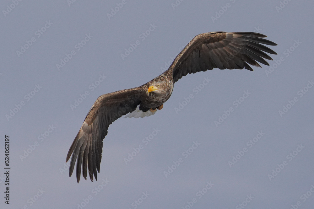 Obraz premium オジロワシ