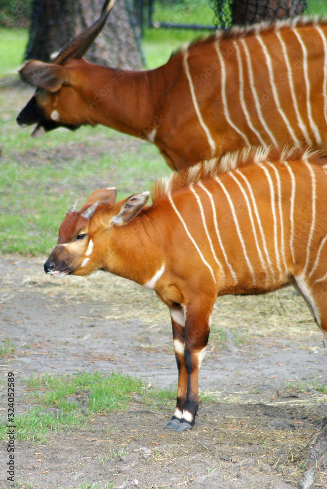 Naklejka premium Bongo