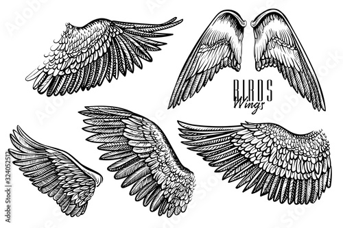 Wing of bird or angel, hand drawn vector. Black line engraved set for logo, emblem, tattoo or vintage design.