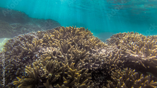 océan indien - ile de la réunion