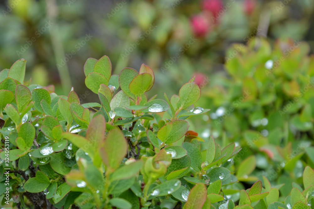 Close up of water droplets on a plant