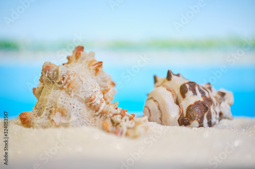 Sea shells lie on the sand against the background of a blurry beautiful tropical beach.