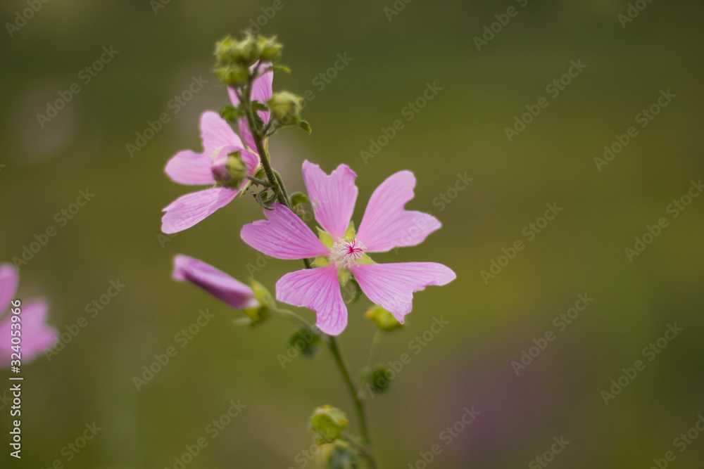 Pink flower on the field. A flower with a low depth of field, a background for wallpaper. Spring day.
