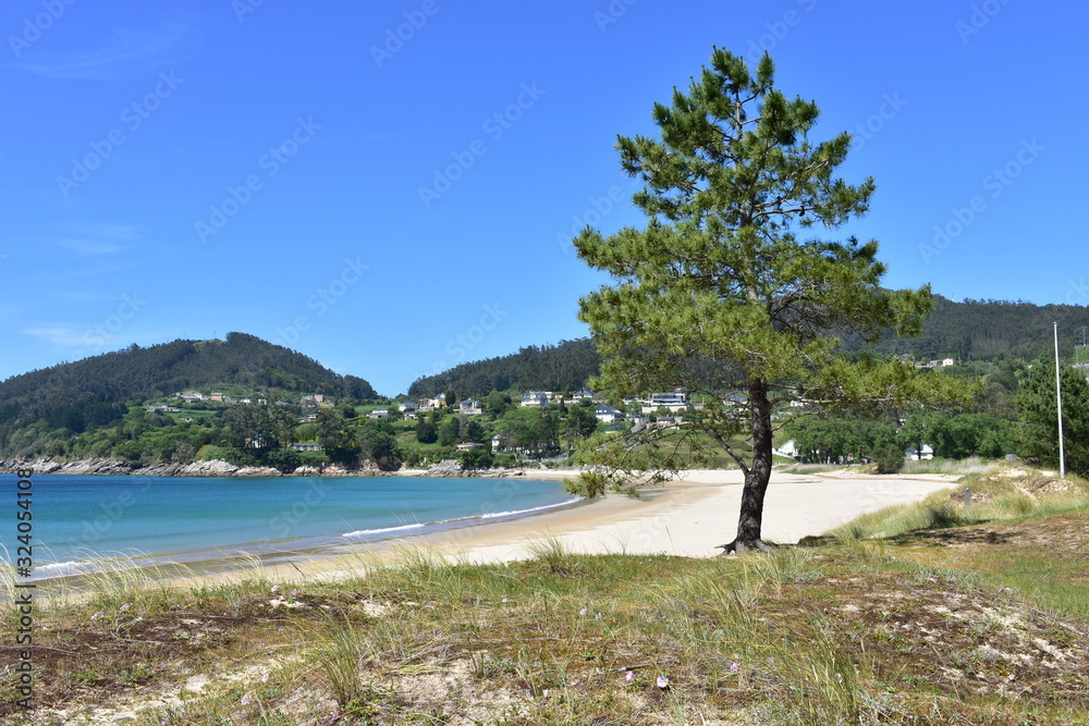 Beach in a bay with pine trees, turquoise water and blue sky. Viveiro, Lugo, Galicia, Spain.