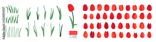 Vector set of floral elements isolated on white background. Red tulip flowers, green leaves, branches, stalks. Clip art for bright festive greeting card, poster, banner. Spring design. Womens Day